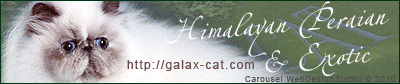 Galaxi cattery