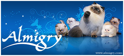 Almigry cattery