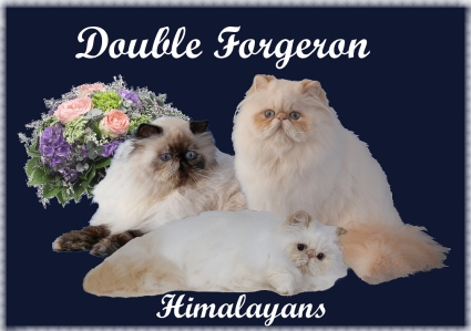 Homepage Double Forgeron