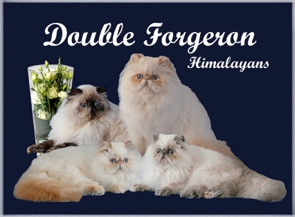 Homepage Double Forgeron