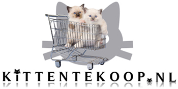 Kitten te koop