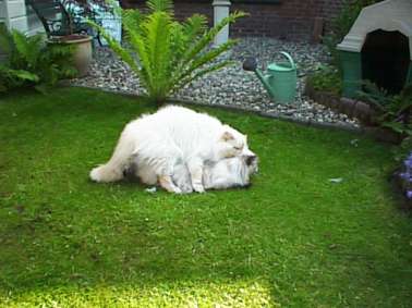 Onze Never aan het werk voor kittens met Beaudiel