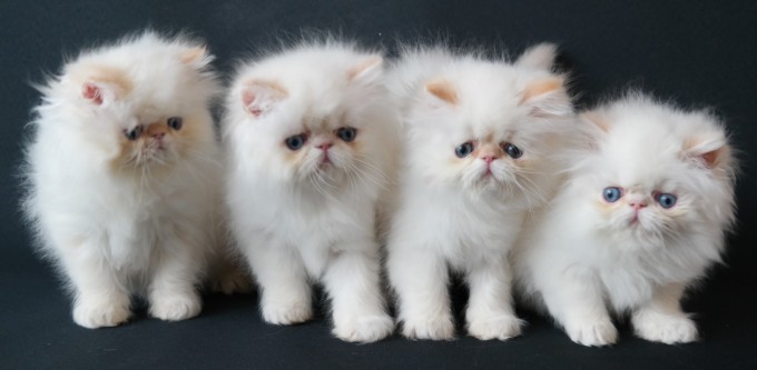 Kittens nieuw Double Forgeron